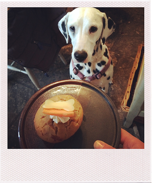 STudio-Dog